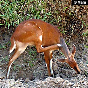 scratching-deer